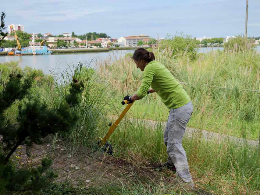 arrachage manuel de l’herbe de la pampa lors d’un chantier à Anglet