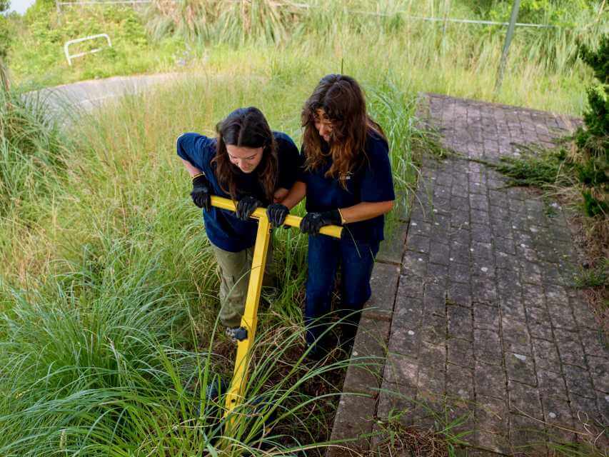 arrachage manuel de l’herbe de la pampa lors d’un chantier à Anglet