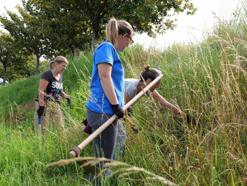 arrachage manuel de l’herbe de la pampa lors d’un chantier à Anglet