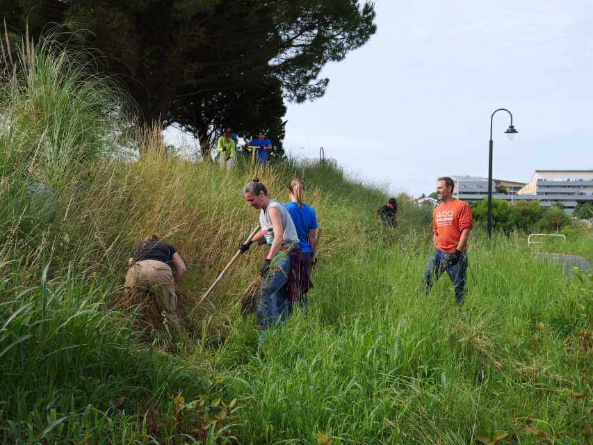 arrachage manuel de l’herbe de la pampa lors d’un chantier à Anglet